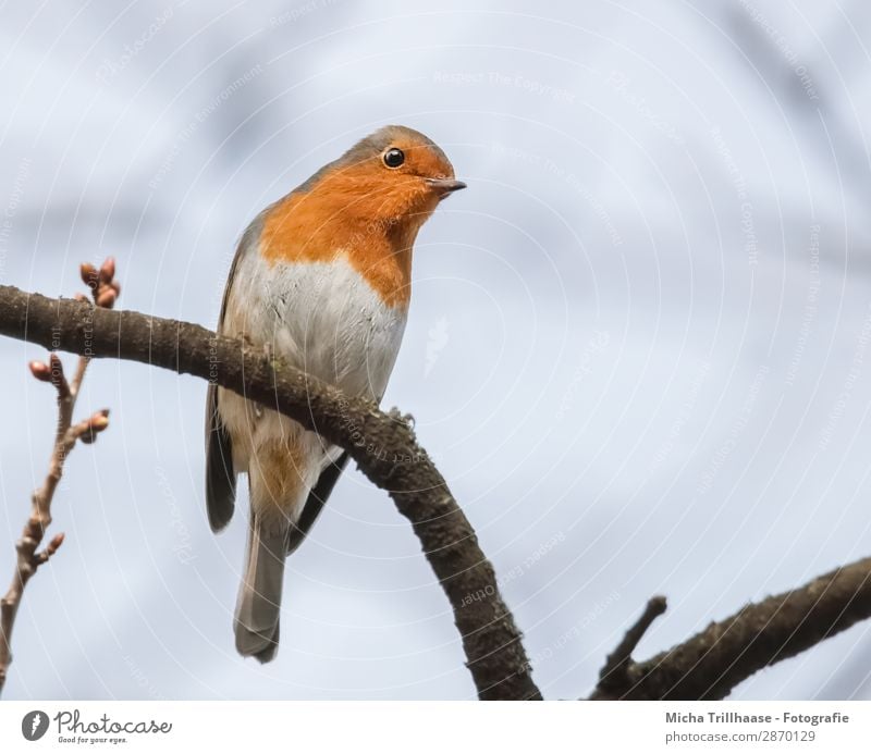 Neugieriges Rotkehlchen Natur Tier Himmel Sonnenlicht Schönes Wetter Baum Zweige u. Äste Wildtier Vogel Tiergesicht Flügel Krallen Schnabel Auge Feder gefiedert