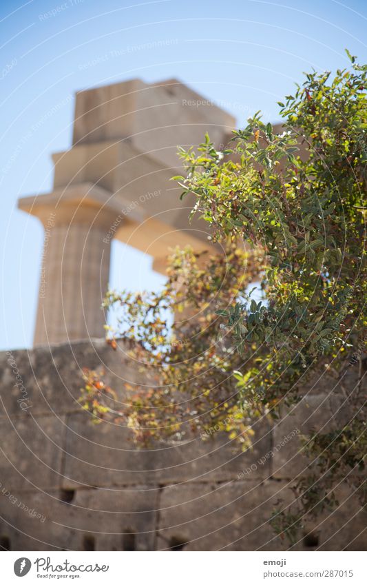 Polis in Lindos Umwelt Natur Himmel Sommer Schönes Wetter Pflanze Baum Sträucher alt Wärme Griechenland Farbfoto Außenaufnahme Detailaufnahme Tag