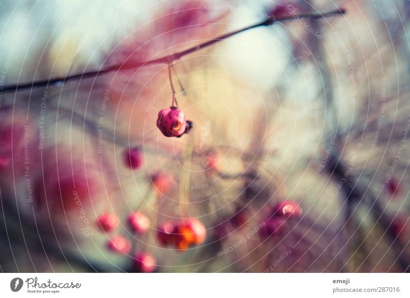 berry Umwelt Natur Pflanze Sträucher Grünpflanze natürlich rosa Beeren Farbfoto Außenaufnahme Nahaufnahme Detailaufnahme Makroaufnahme Muster Menschenleer Tag