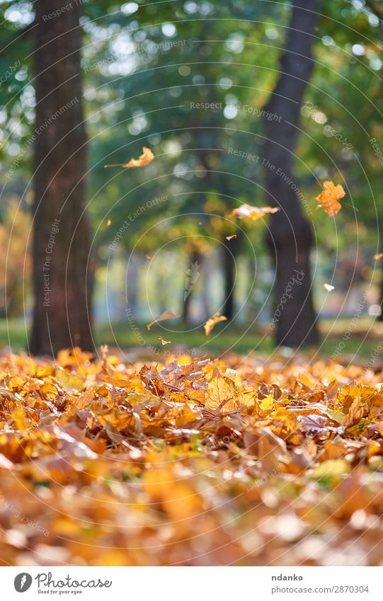 Herbststadtpark mit Bäumen und trockenen gelben Blättern Garten Umwelt Natur Landschaft Pflanze Baum Blatt Park Wald fallen hell natürlich gold grün Stimmung