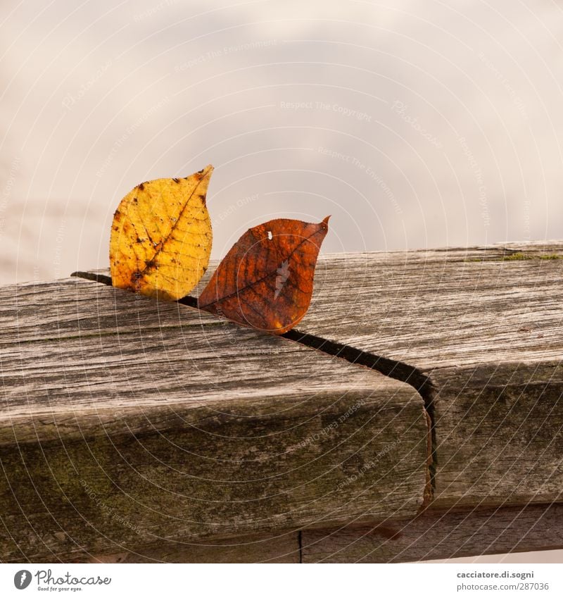 fugue in autumn flat minor Umwelt Natur Herbst Blatt Park ästhetisch einfach frech Zusammensein natürlich trist braun Stimmung ruhig standhaft bescheiden