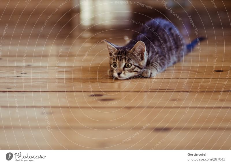 Katzenkind Tier Haustier Tiergesicht Fell 1 Tierjunges wild Katzenbaby Angriff beobachten Jagd Holzfußboden niedlich Tigerfellmuster Tigerkatze Kitten Spielen