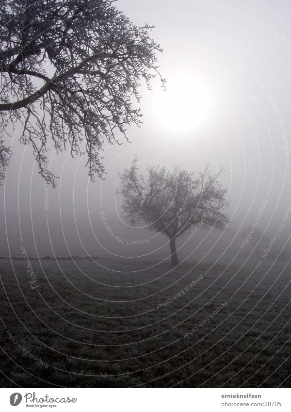 bäume im nebel Nebel Baum Feld Sonne