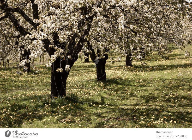 Erinnerung Sonne Frühling Schönes Wetter Garten Wiese Obstplantage Duft Freundlichkeit hell Wärme gelb grün Stimmung Freude Glück Fröhlichkeit Zufriedenheit