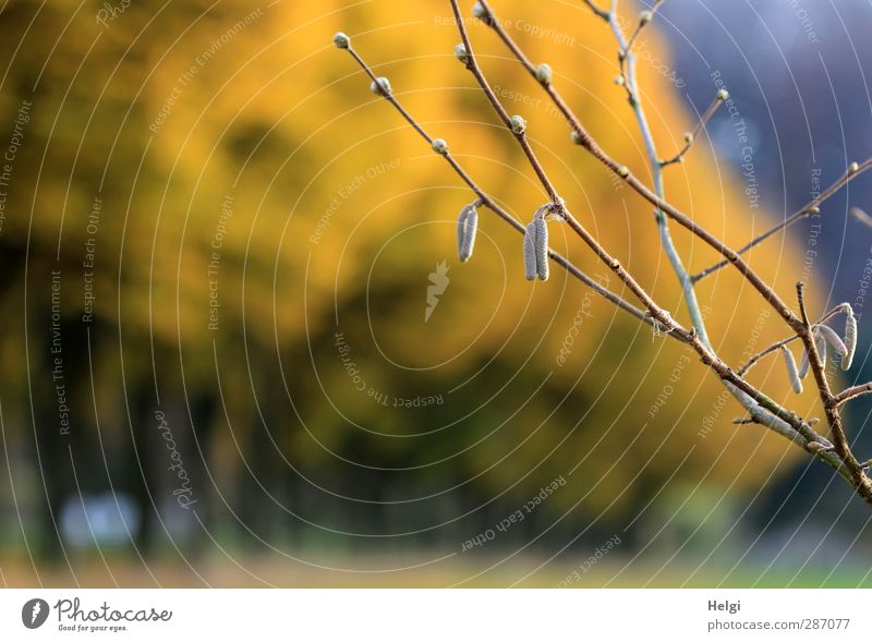 Generationen... Umwelt Natur Landschaft Pflanze Herbst Schönes Wetter Baum Sträucher Wildpflanze Ast Blattknospe Allee Wachstum ästhetisch authentisch