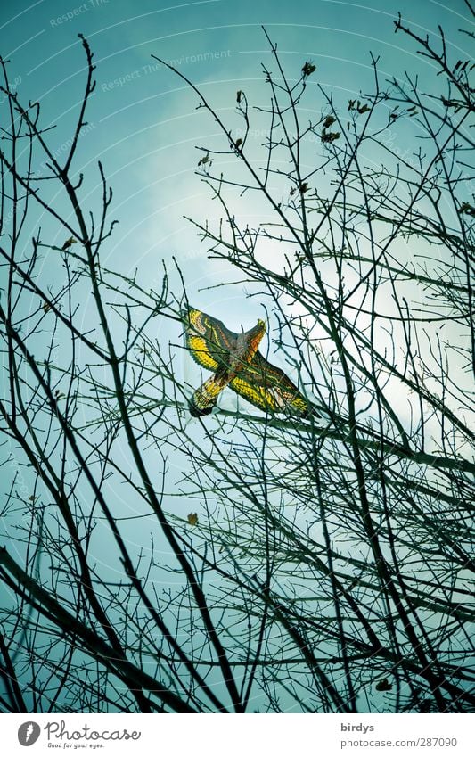 2012 Im Jahr des Drachen Kinderspiel Drachenfliegen Himmel Wolken Herbst Baum Spielzeug Lenkdrachen hängen authentisch oben Originalität Freizeit & Hobby