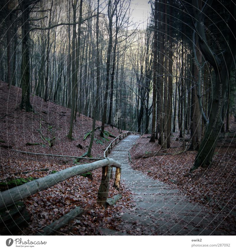 Hohle Gasse Ausflug Umwelt Natur Landschaft Pflanze Herbst Klima Wetter Schönes Wetter Baum Blatt Wald Laubwald Wege & Pfade Waldweg bedrohlich dunkel groß