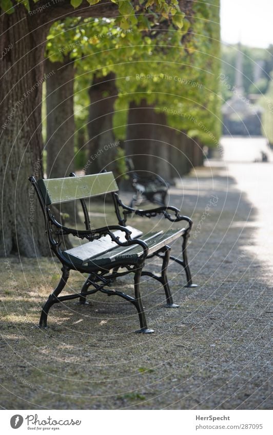 Sommer im Park Schönes Wetter Pflanze Baum Stein Holz Metall ästhetisch grau grün Parkbank frei einladend Sitzgelegenheit Allee Baumreihe kiesbedeckt Kies