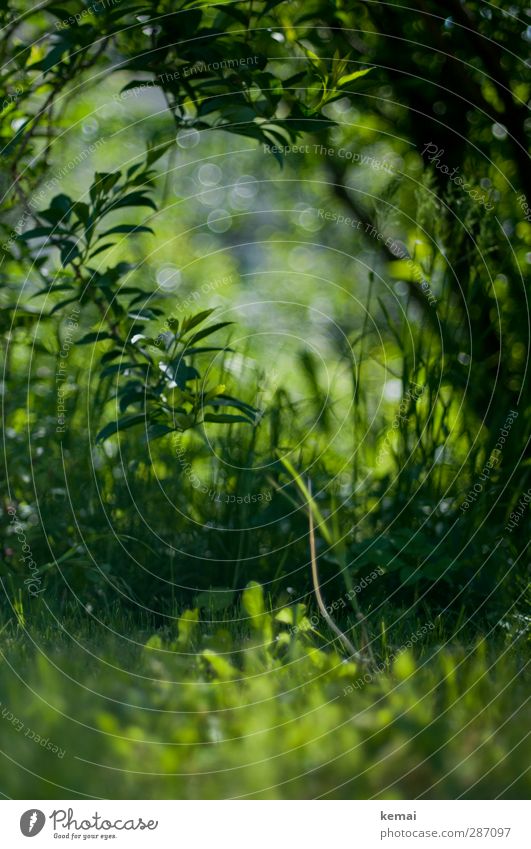 Grüne Hölle Stuttgart Umwelt Natur Pflanze Gras Sträucher Grünpflanze Unkraut Garten Park Wiese Wachstum frisch grün Farbfoto Außenaufnahme Menschenleer Tag