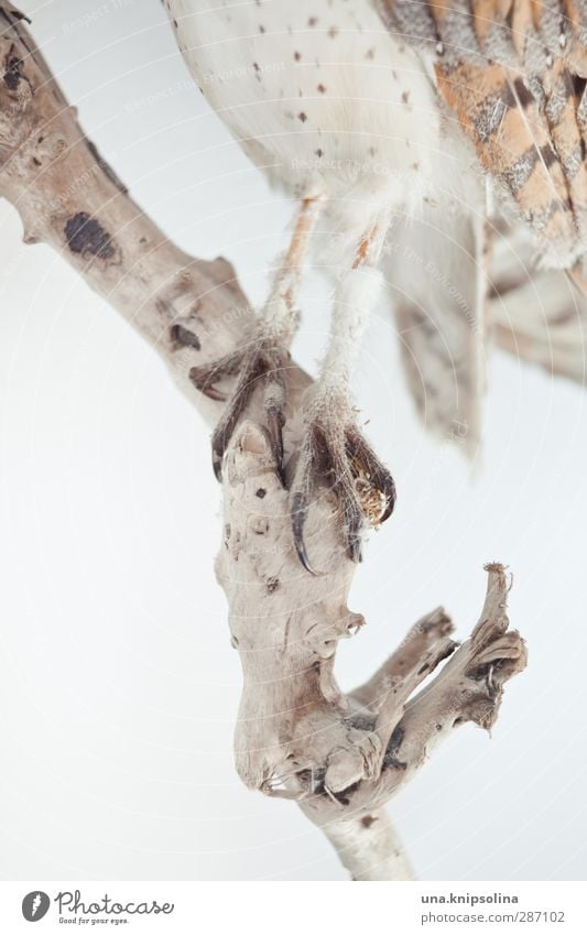 untereule Natur Tier Wildtier Totes Tier Vogel Flügel Krallen Feder Eulenvögel Tierfuß 1 stehen weich braun ästhetisch Tierpräparat Farbfoto Gedeckte Farben