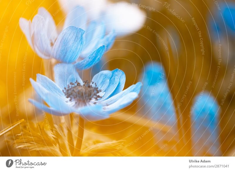 Blaue Garten-Anemonen elegant Design Wellness Leben harmonisch Wohlgefühl Zufriedenheit Erholung ruhig Meditation Kur Spa Tapete Feste & Feiern Valentinstag