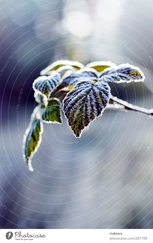 zucker Umwelt Natur Landschaft Pflanze Tier Herbst Winter Eis Frost Blatt Wald ruhig Idylle kalt Farbfoto Außenaufnahme Textfreiraum oben Textfreiraum unten