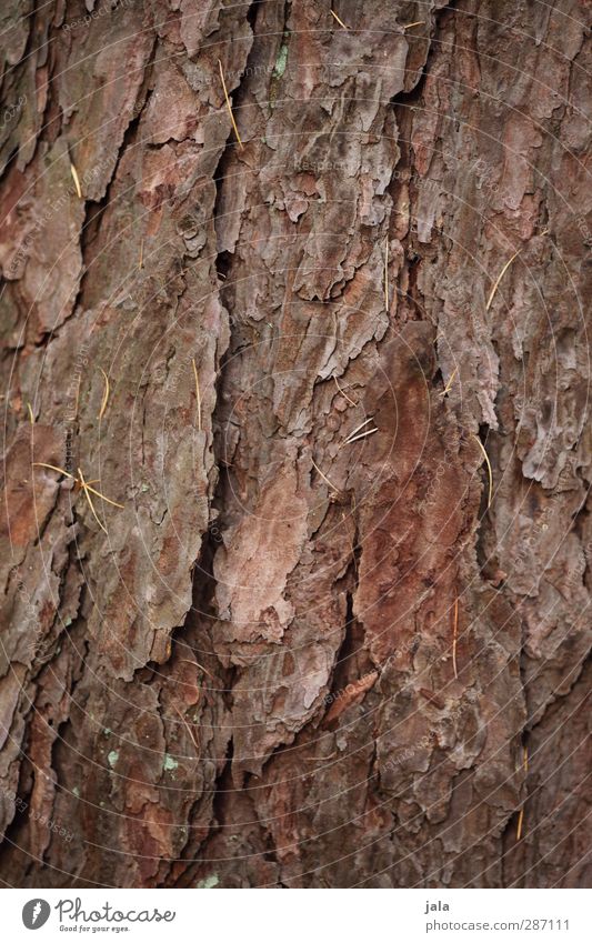 rinde Umwelt Natur Pflanze Baum natürlich braun Baumrinde Baumstamm Kiefer Farbfoto Außenaufnahme Menschenleer Textfreiraum links Textfreiraum rechts