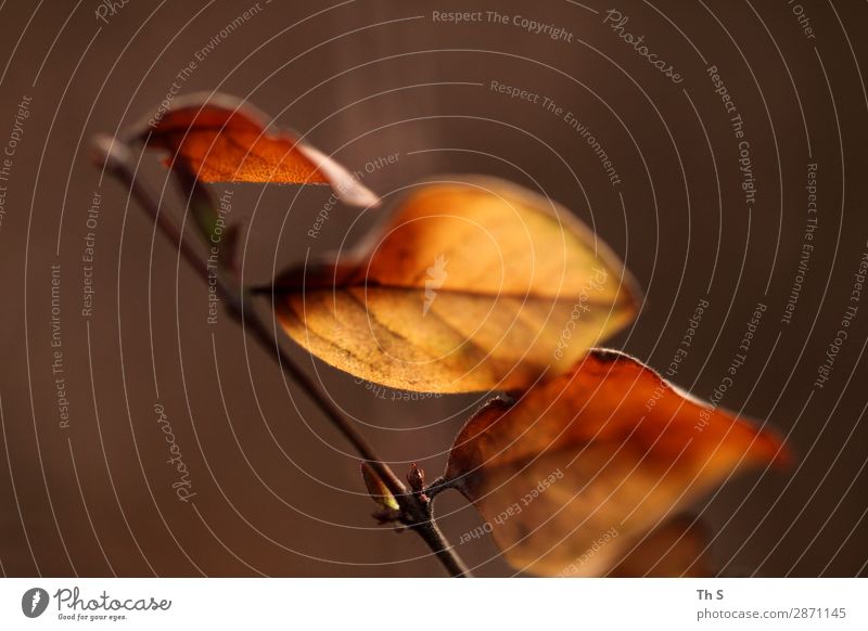 Blatt Natur Pflanze Frühling Herbst Winter Bewegung Blühend verblüht ästhetisch authentisch einfach elegant natürlich braun orange Gelassenheit geduldig ruhig