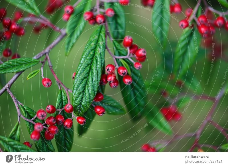 Beeren Umwelt Natur Pflanze Herbst Schönes Wetter Baum Sträucher Blatt Grünpflanze Nutzpflanze Frucht Zweig Ast Garten Park glänzend hängen Wachstum frisch