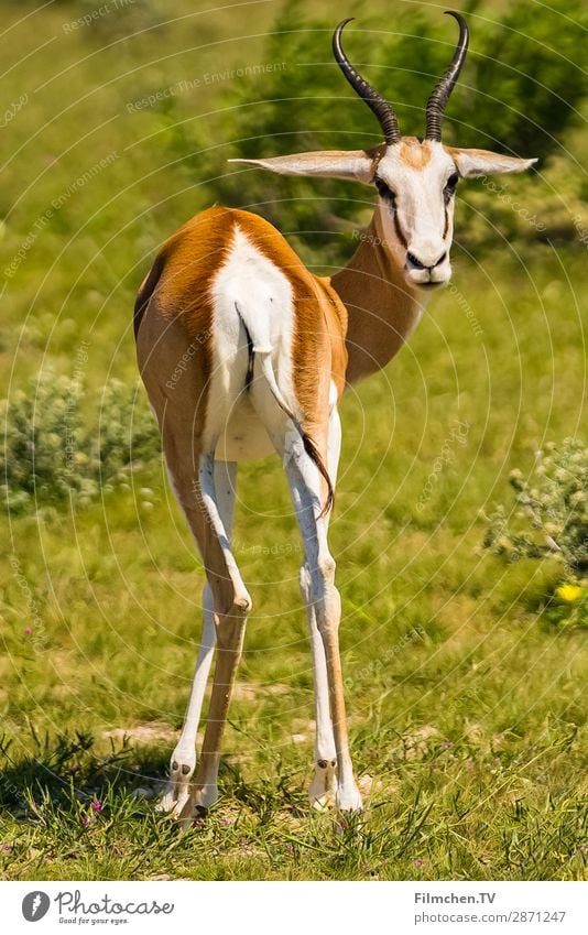 Springbock Tier Wildtier 1 Gelassenheit Afrika Etoscha-Pfanne Namibia Reisen Farbfoto Außenaufnahme Menschenleer Tag Sonnenlicht Zentralperspektive