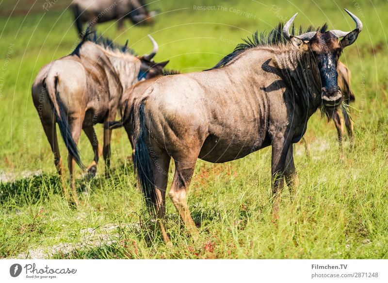 Gnus Tier Wildtier 2 authentisch Afrika Etoscha-Pfanne Namibia Reisen Farbfoto Außenaufnahme Menschenleer Tag Zentralperspektive