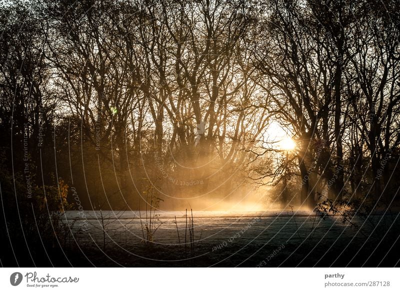 Light my Snow Winter Schnee Natur Herbst Nebel Eis Frost Baum Gras braun gelb gold schwarz Farbfoto Gedeckte Farben Außenaufnahme Morgen Morgendämmerung Licht