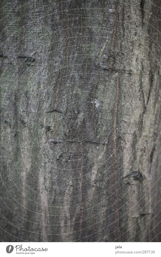 rinde Umwelt Natur Pflanze Baum natürlich braun Hainbuche Baumstamm Baumrinde Farbfoto Außenaufnahme Menschenleer Textfreiraum links Textfreiraum rechts