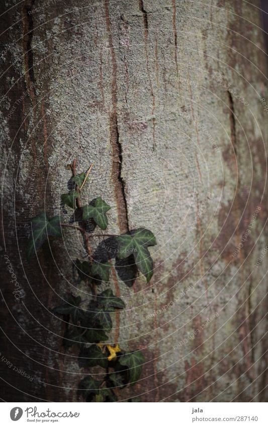 efeu Umwelt Natur Pflanze Baum Efeu natürlich braun grün Rotbuche Baumstamm Baumrinde Farbfoto Außenaufnahme Menschenleer Textfreiraum rechts Textfreiraum oben