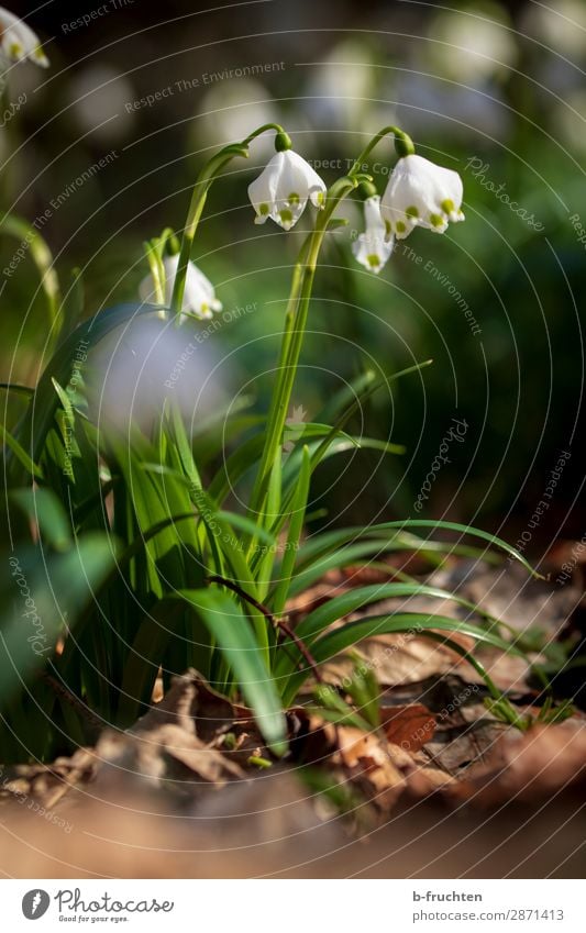 Endlich Frühling Schönes Wetter Blume Blüte Garten Park Wald Glück schön Frühlingsblume Märzenbecher frühlingsknotenblume Makroaufnahme Waldboden Erholung