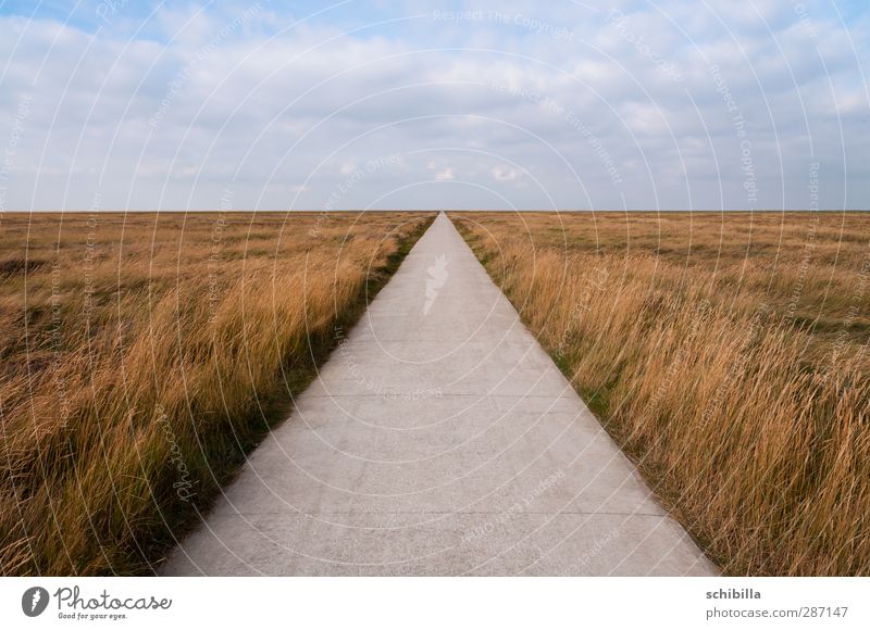 Freier Weg in den Salzwiesen Erholung Ferne Freiheit Fahrradtour Natur Landschaft Horizont Wiese Nordsee Wege & Pfade Linie wandern frei Lücke ausbreiten