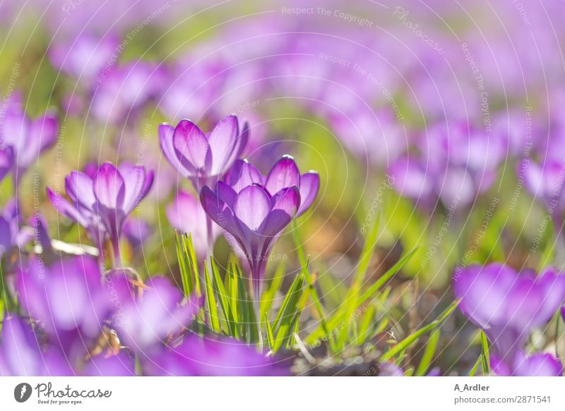 Krokusse im Frühling Garten Natur Pflanze Erde Sonnenlicht Schönes Wetter Gras Blatt Blüte Wildpflanze Park Wiese Blumenwiese Freundlichkeit frisch schön grün