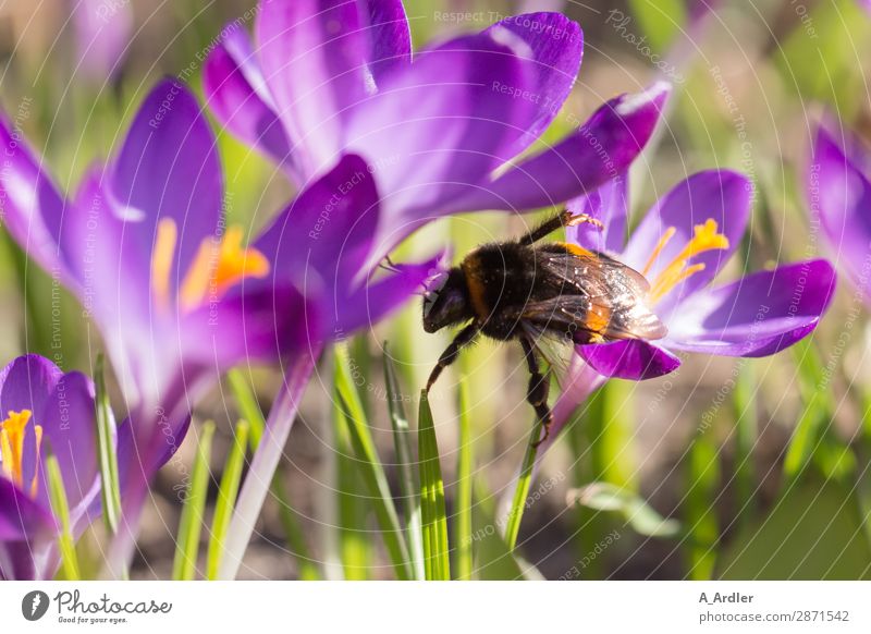 Krokusse mit Hummel im Frühling Natur Pflanze Schönes Wetter Blume Gras Wildpflanze Garten Park Feld Tier Biene 1 berühren Blühend außergewöhnlich elegant nah