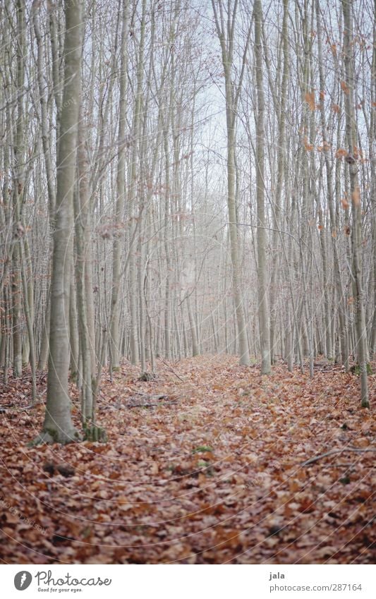 wald Umwelt Natur Landschaft Pflanze Himmel Herbst Baum Blatt Wald natürlich trist braun kahl Farbfoto Außenaufnahme Menschenleer Tag