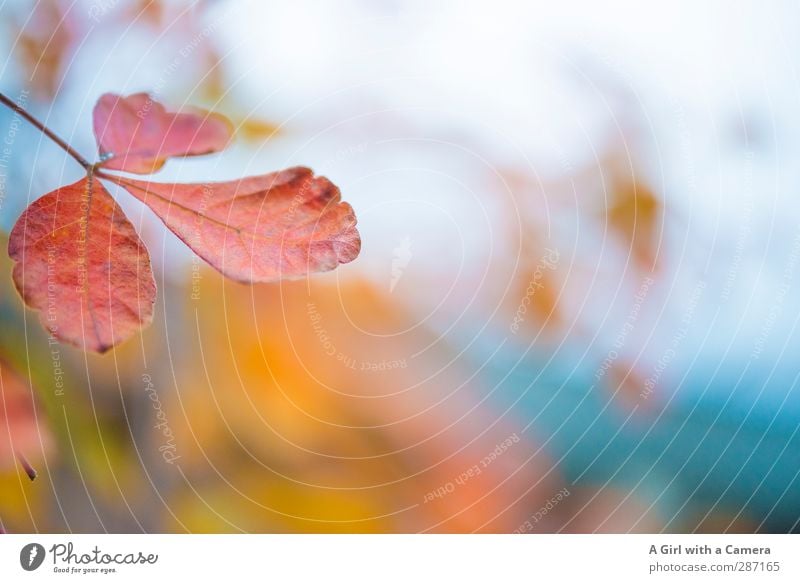 neverlasting beauty Umwelt Natur Pflanze Herbst Blatt Park Wald mehrfarbig Vergänglichkeit Indian Summer Farbfoto Außenaufnahme Nahaufnahme Detailaufnahme