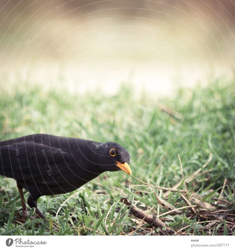 Kiek ma wedder in Umwelt Natur Tier Gras Wiese Wildtier Vogel 1 authentisch frech klein lustig natürlich Neugier grün schwarz Amsel tierisch heimisch gefiedert