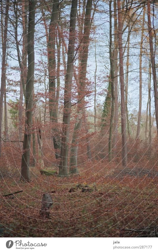 herbst Umwelt Natur Landschaft Pflanze Himmel Baum Sträucher Blatt Wildpflanze Wald natürlich Farbfoto Außenaufnahme Menschenleer Tag