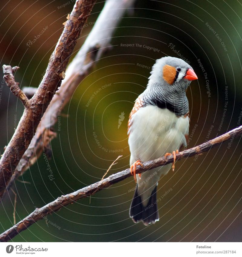 Hä? Was'n da los??? Umwelt Natur Pflanze Tier Baum Vogel Tiergesicht Krallen hell klein nah natürlich Zebrafink Fink Schnabel Feder Ast Zweig mehrfarbig