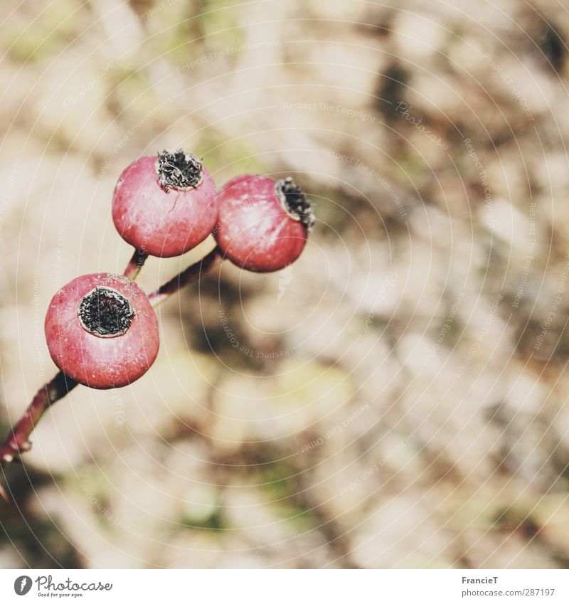 die letzte Sonne genießen Umwelt Natur Pflanze Herbst Winter Schönes Wetter Baum Sträucher Wildpflanze Vogelbeeren Vogelbeerbaum Wald Blühend leuchten verblüht