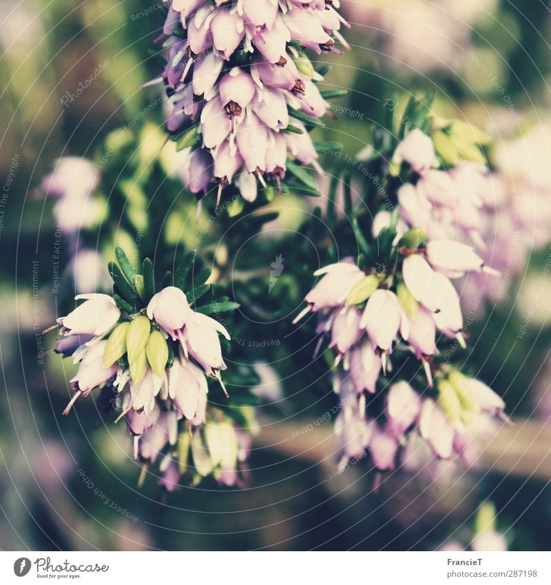 Erica Carnea Umwelt Natur Pflanze Sonne Frühling Blatt Blüte Wildpflanze Winterheide Heide Bergheide Garten Park Blühend Duft hängen verblüht Wachstum