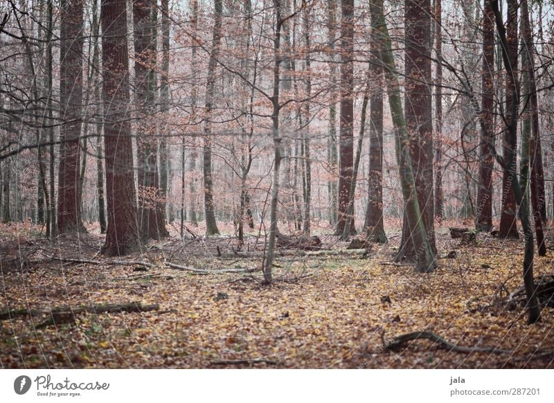 zwischendurch Umwelt Natur Landschaft Pflanze Herbst Baum Sträucher Wald natürlich braun Blatt Geäst Farbfoto Außenaufnahme Menschenleer Tag