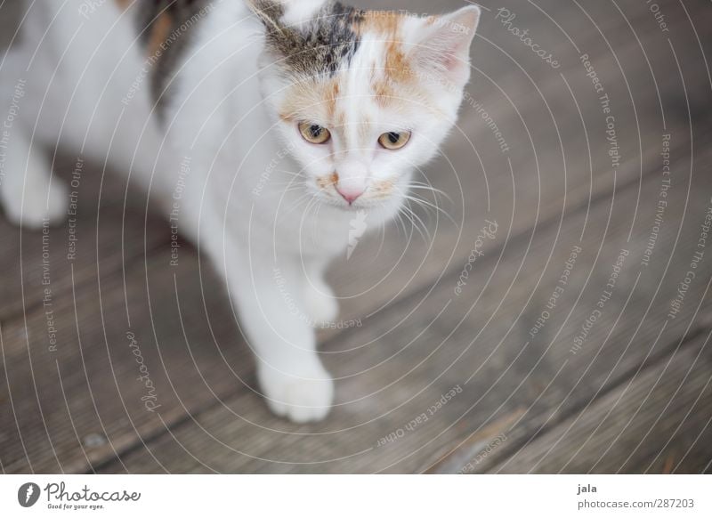 nachbars kleine mauz Tier Haustier Katze 1 Tierjunges glückskatze Farbfoto Außenaufnahme Menschenleer Textfreiraum rechts Hintergrund neutral Tag Tierporträt