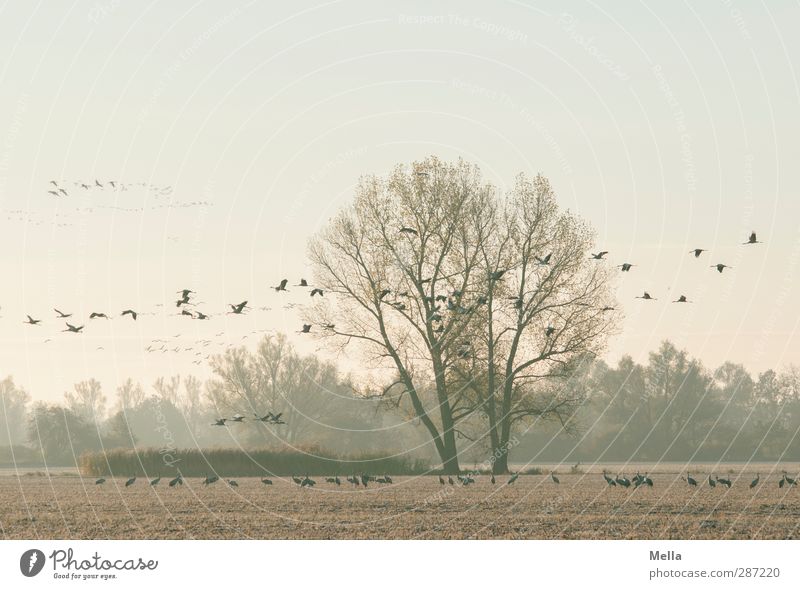 Kranichmorgen Umwelt Natur Landschaft Tier Herbst Winter Pflanze Baum Sträucher Feld Vogel Tiergruppe Schwarm fliegen stehen frei Zusammensein natürlich