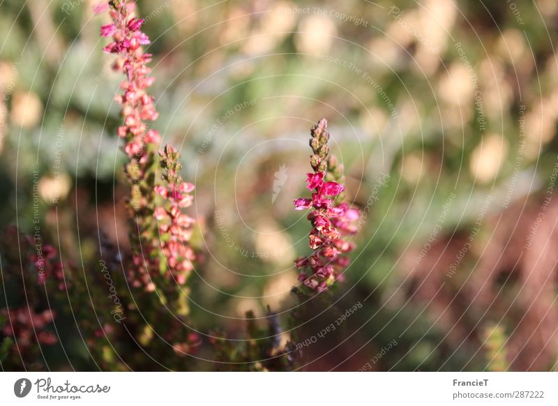 Winterheide Umwelt Natur Pflanze Sonne Herbst Schönes Wetter Blüte Wildpflanze Heide Bergheide Heidekrautgewächse Garten Park Blühend Duft leuchten verblüht