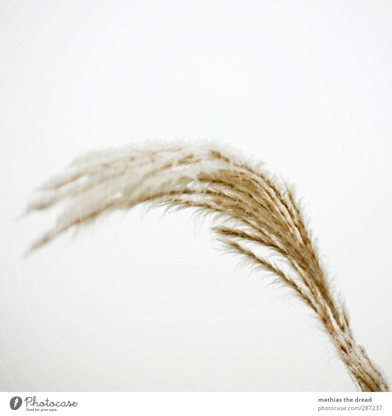 ES WIRD BALD KALT Winter schlechtes Wetter Eis Frost Schnee Gras Sträucher kalt bedeckt weiß sanft Farbfoto Gedeckte Farben Außenaufnahme Nahaufnahme