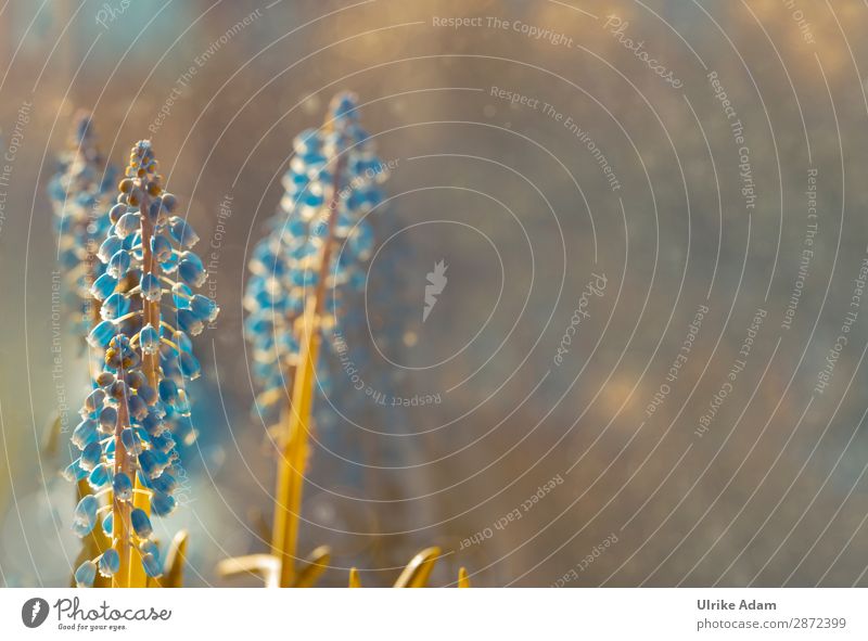 Frühlingszeit Design Wellness harmonisch Zufriedenheit Erholung Meditation Spa Tapete Feste & Feiern Muttertag Ostern Natur Pflanze Blume Blüte Traubenhyazinthe