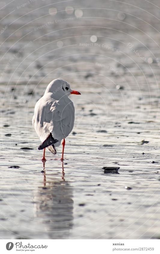 Möwe schaut nach rechts Natur Küste Strand Ostsee Meer Wildtier Vogel 1 Tier Blick stehen grau orange schwarz weiß Ferien & Urlaub & Reisen ruhig Farbfoto