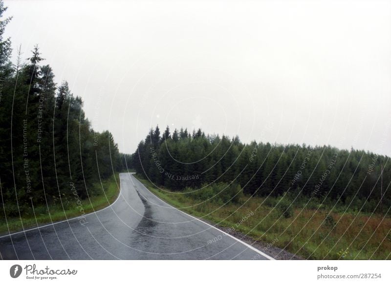 Nordisches Pisswetter Umwelt Natur Landschaft Pflanze Himmel Wolken schlechtes Wetter Regen Baum Gras Sträucher Wald Straße Wege & Pfade einfach Ferne frei