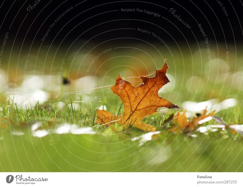 Den Herbst im Griff Umwelt Natur Pflanze Gras Blatt Garten Park Wiese hell nah natürlich braun grün herbstlich Herbstlaub Spinnennetz Farbfoto mehrfarbig