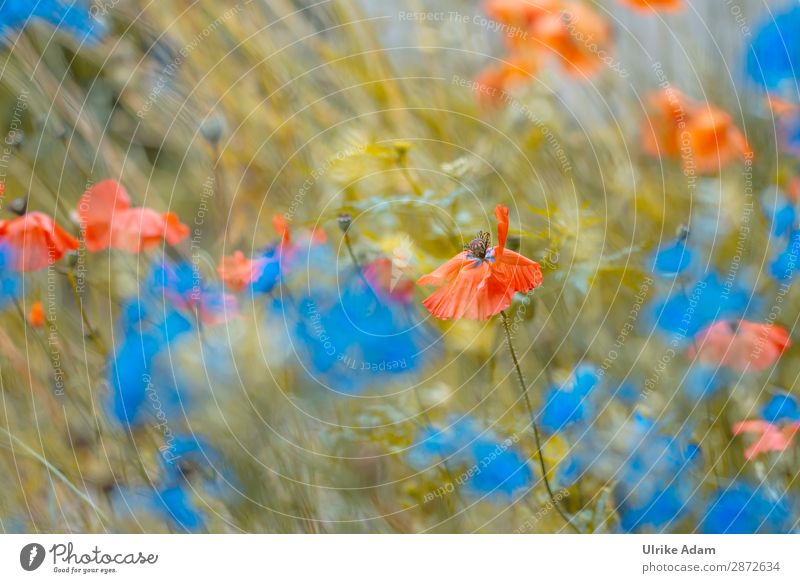 Blumen - Mohn im Feld Design Wellness harmonisch Wohlgefühl Zufriedenheit Erholung ruhig Meditation Kur Spa Dekoration & Verzierung Tapete Feste & Feiern Umwelt