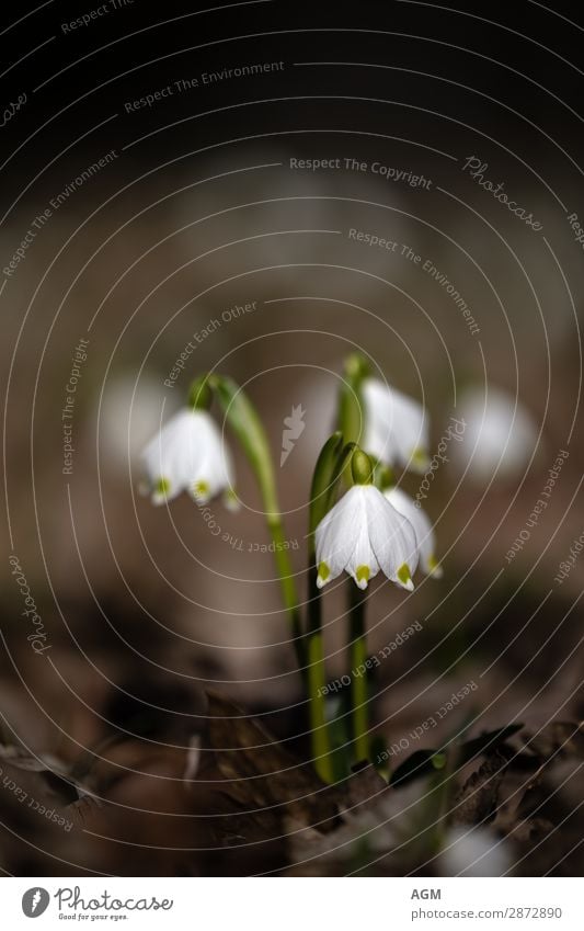 die ersten Frühlingsboten Märzenbecher Winter Umwelt Natur Pflanze Erde Schönes Wetter Wildpflanze Garten Park Duft Wachstum ästhetisch Fröhlichkeit frisch nah