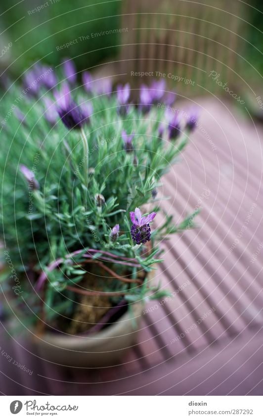 Happy Birthday photocase | und ein Blümchen gibt´s auch noch! Pflanze Blume Sträucher Blüte Lavendel Garten Blühend Wachstum Natur Farbfoto Außenaufnahme