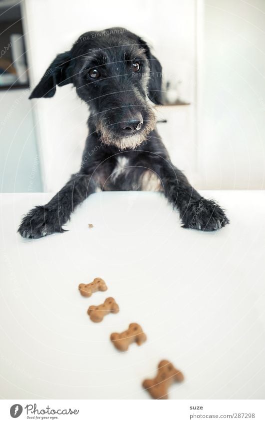 Happy Birthday Photocase wünscht Rolf Minkowsky ... Freude Tisch Tier Fell Haustier Hund Tiergesicht Pfote 1 außergewöhnlich lustig niedlich schwarz weiß