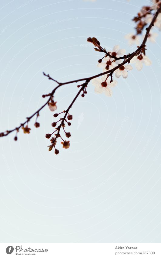 Tendenz steigend Umwelt Natur Pflanze Himmel Wolkenloser Himmel Frühling Baum Blüte Kirschblüten Kirschbaum Ast Blühend Wachstum ästhetisch Duft blau braun rosa