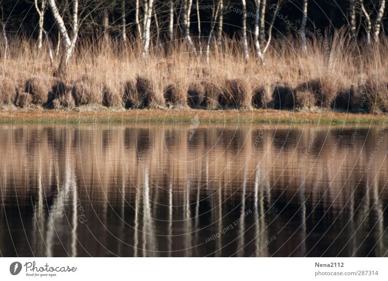 Birkenspiegel II Umwelt Natur Landschaft Wasser Herbst Winter Baum Sträucher Wiese Wald Seeufer Moor Teich Fluss Birkenwald Baumstamm Wasserspiegelung ruhig